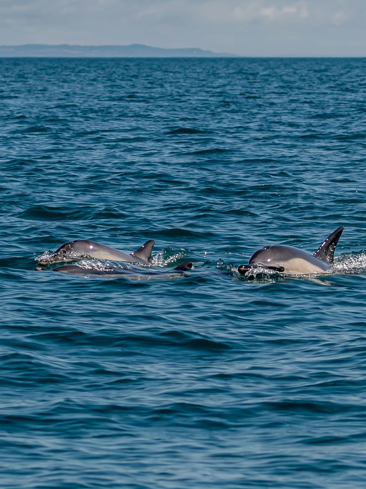 Dauphins sauvages nageant en pleine mer