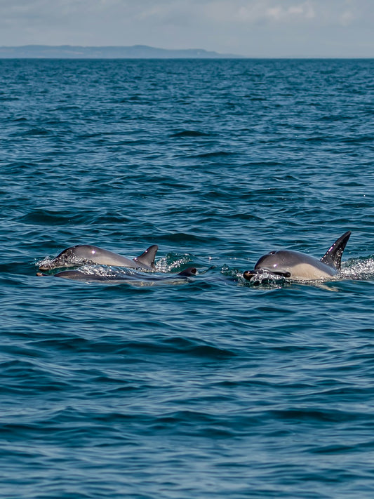 Dauphins sauvages nageant en pleine mer